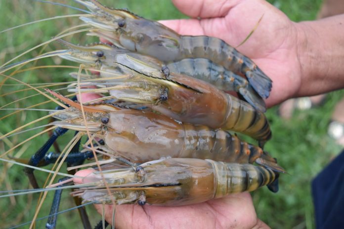 กุ้งก้ามกราม