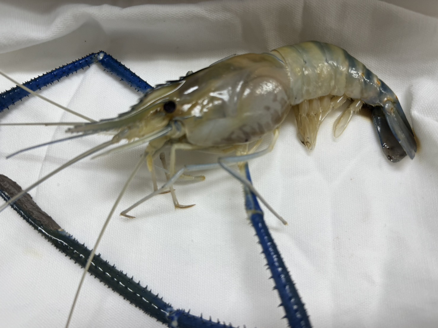 กุ้งก้ามกราม